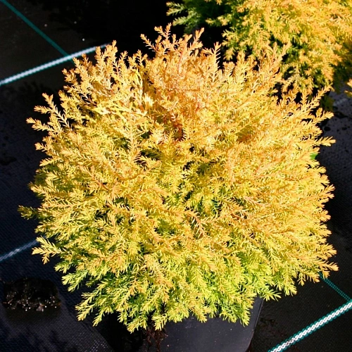 Туя западная Рейнголд 50-60 см Туя западная Рейнголд 50-60 см