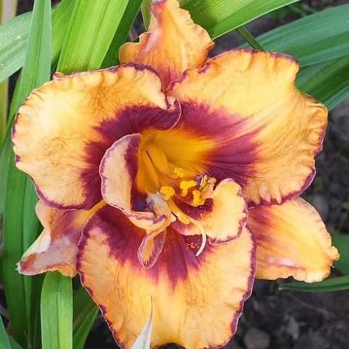 Лилейник Exploded Pumokin в горшке С-1 Лилейник Exploded Pumokin в горшке С-1