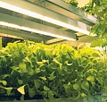 Светильник светодиодный ДДП06-3х8-004 HOME FARM Светильник светодиодный ДДП06-3х8-004 HOME FARM