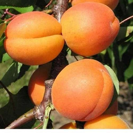 Абрикос Память Шевчука