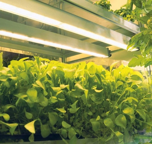 Светильник светодиодный ДДП06-3х8-004 HOME FARM Светильник светодиодный ДДП06-3х8-004 HOME FARM