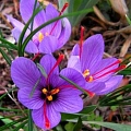 Крокус Sativus (10 шт. в уп.) Крокус Sativus (10 шт. в уп.)