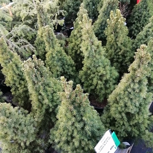 Ель канадская Коника (Conica) 50 см Ель канадская Коника (Conica) 50 см