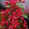 Вейгела Red Prince 40-60 см Вейгела Red Prince 40-60 см