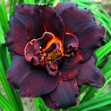 Лилейник Voodoo Dancer в горшке С-1 Лилейник Voodoo Dancer в горшке С-1