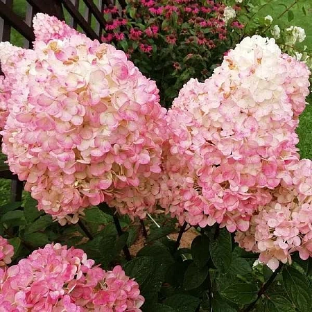 Гортензия Magical Sweet Summer метельчатая