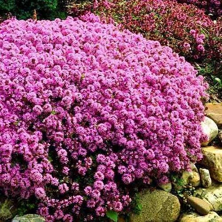 Тимьян Парпл Бьюти ранний С2