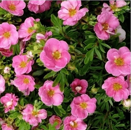 Лапчатка Pink Queen кустарниковая