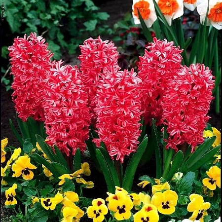 Гиацинт Red Magic (3 шт. в уп.)