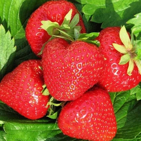 Клубника Федерика