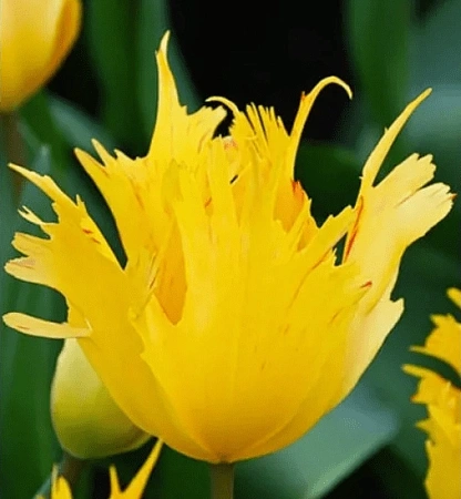 Тюльпан Sunny Leo (4 шт. в уп.)