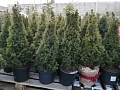 Ель канадская Коника (Conica) 50 см Ель канадская Коника (Conica) 50 см