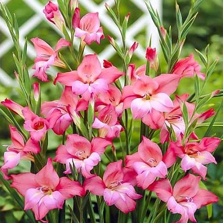 Гладиолус мини Charm (уп. 5 шт)