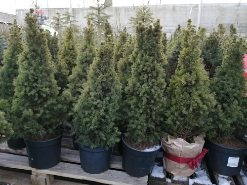 Ель канадская Коника (Conica) 50 см Ель канадская Коника (Conica) 50 см