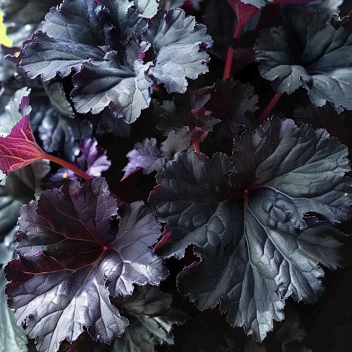 Гейхера Black Pearl Гейхера Black Pearl