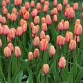Тюльпан Apricot Impression (5 шт. в уп.) Тюльпан Apricot Impression (5 шт. в уп.)