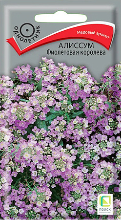 Алиссум Фиолетовая королева, 0,3 г (Поиск)