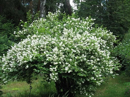 Чубушник Миннесота Сноуфлейк (Minnesota Snowflake) С3 Чубушник Миннесота Сноуфлейк (Minnesota Snowflake) С3