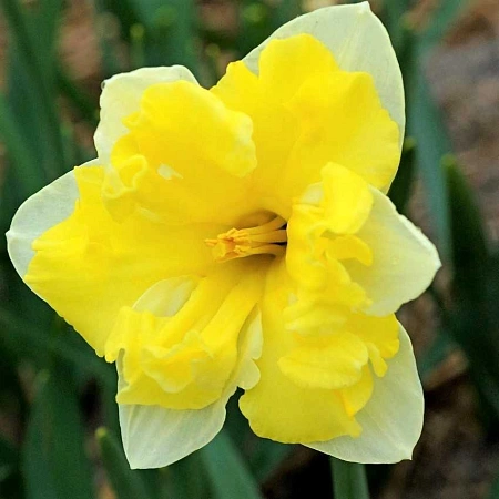 Нарцисс Cassata