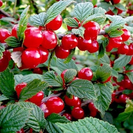 Вишня войлочная Сказка Вишня войлочная Сказка