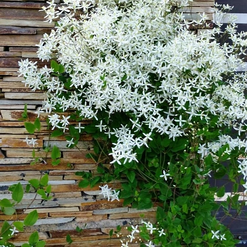 Клематис Белое облако Клематис Белое облако