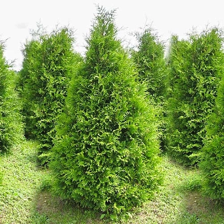 Туя западная Брабант C5 80-100 см