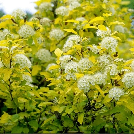 Пузыреплодник калинолистный Dart's Gold