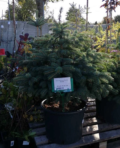 Ель колючая Глаука 80-100 см Ель колючая Глаука 80-100 см