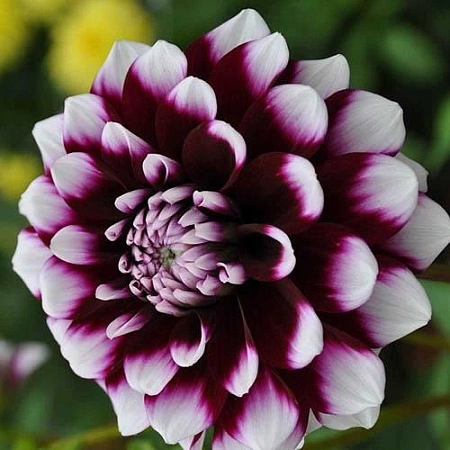 Георгина Ryan C (уп. 1 шт)