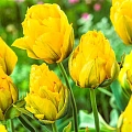 Тюльпан Monte Peony (5 шт. в уп.) Тюльпан Monte Peony (5 шт. в уп.)