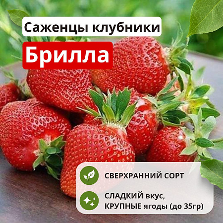 Клубника Брилла Клубника Брилла