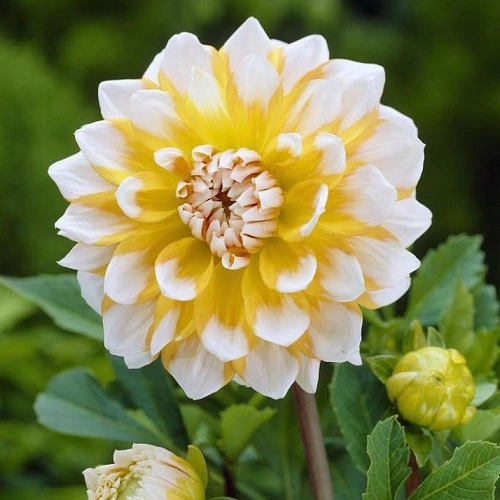 Георгина Decorative Seattle Георгина Decorative Seattle