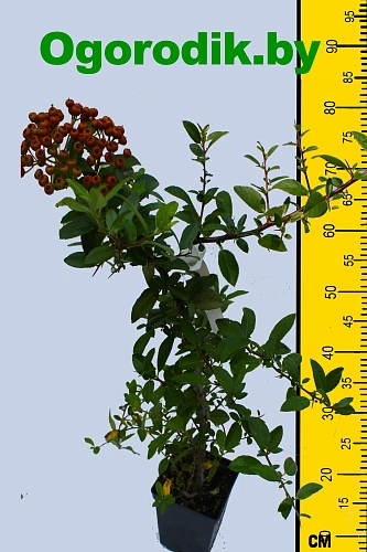 Пираканта Red column 85-95 см Пираканта Red column 85-95 см