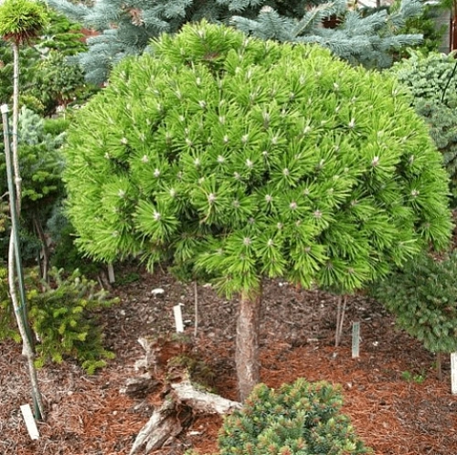 Сосна Бенджамин горная на штамбе 80 см Сосна Бенджамин горная на штамбе 80 см