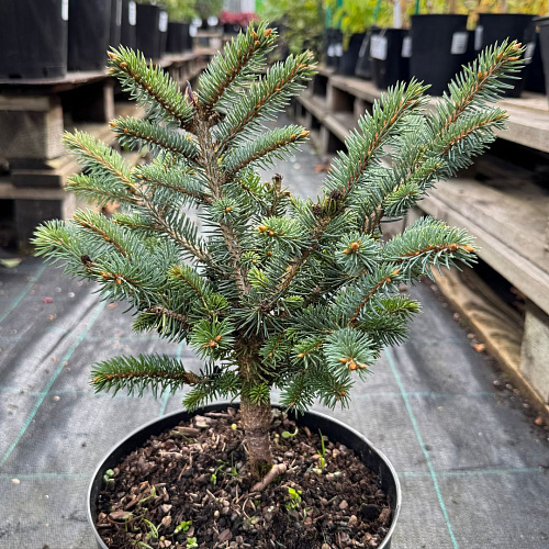 Ель колючая Глаука Глобоза (Glauca Globosa) 25-30 см Ель колючая Глаука Глобоза (Glauca Globosa) 25-30 см