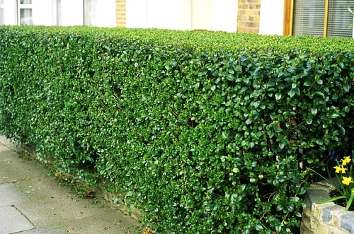 Бирючина С3 40+ Бирючина С3 40+