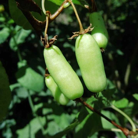 Актинидия коломикта Витакола женская