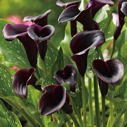 Калла Dubai Nights (уп. 1 шт) Калла Dubai Nights (уп. 1 шт)