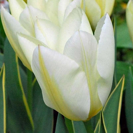 Тюльпан Purissima (уп. 5 шт)