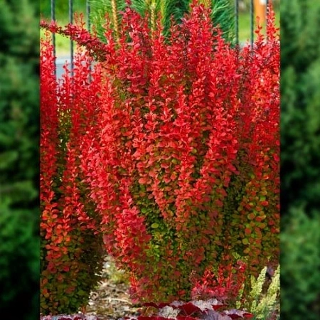 Барбарис Red Rocket тунберга