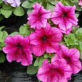 Петуния гибридная Петуния гибридная