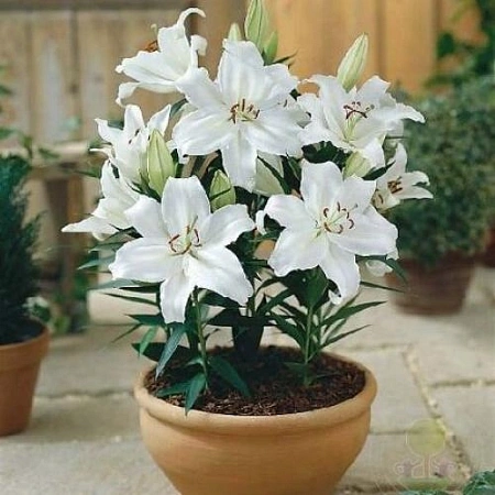 Лилия Rodolfa (2 шт. в уп.)