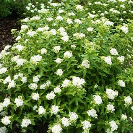 Спирея Albiflora японская С3
