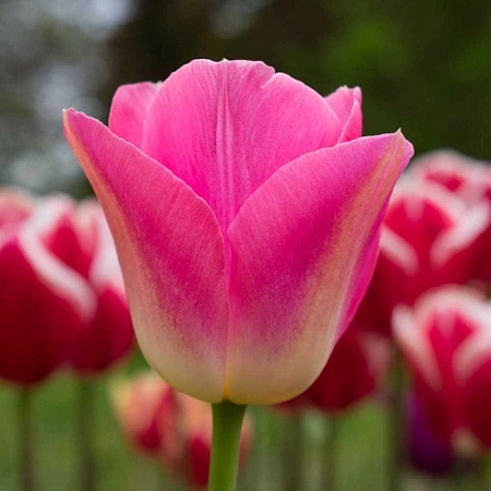 Тюльпан Dynasty (10 шт. в уп.)