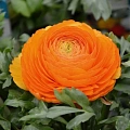 Ранункулюс Orange (10 шт. в уп.) Ранункулюс Orange (10 шт. в уп.)