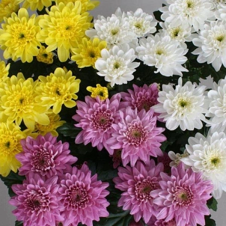 Хризантема в горшке (цвет в ассортименте)