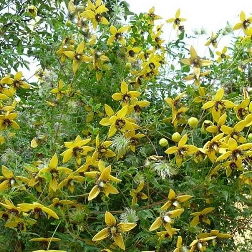 Клематис Голден Тиара Клематис Голден Тиара