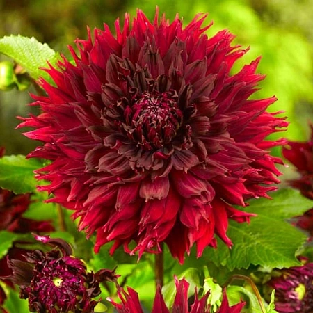 Георгина Kenora Macop-B (уп. 1 шт) Георгина Kenora Macop-B (уп. 1 шт)