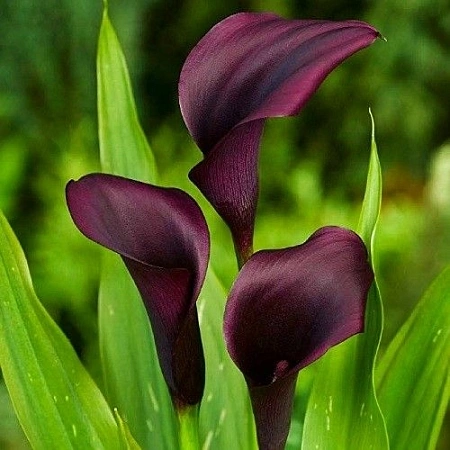Калла Odessa (уп. 1 шт)