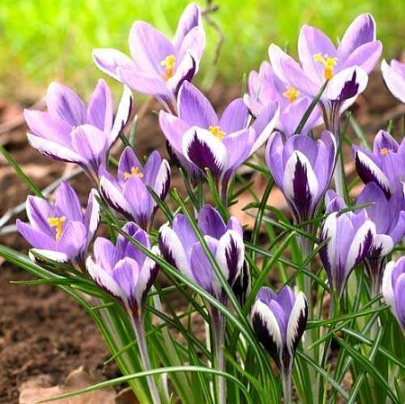 Крокус Spring Beauty (15 шт. в уп.)